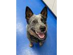 Adopt 50233477 a Black Australian Cattle Dog / Mixed dog in Lancaster