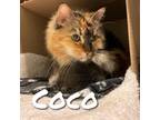 Adopt Coco a Tortoiseshell Domestic Mediumhair / Mixed cat in Providence
