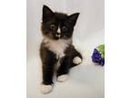 Adopt Grommit a All Black Domestic Shorthair / Domestic Shorthair / Mixed cat in