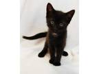Adopt Bruno a All Black Domestic Shorthair / Domestic Shorthair / Mixed cat in