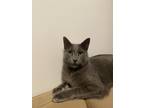 Adopt Pablo a Gray or Blue Russian Blue / Mixed (short coat) cat in New York