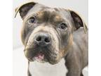 Adopt Luna a American Pit Bull Terrier / Mixed dog in Des Moines, IA (34724718)