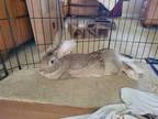 Adopt *MILAN a Fawn Flemish Giant / Mixed rabbit in Derwood, MD (34724700)