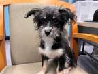 Adopt KIWI a Black - with White Terrier (Unknown Type, Medium) / Mixed dog in