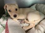 Adopt THUNDER a Tan/Yellow/Fawn - with White Labrador Retriever / Mixed dog in