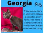 Adopt Georgia a Gray or Blue Domestic Shorthair (short coat) cat in Decatur
