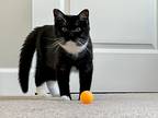 Adopt Kotya a Black & White or Tuxedo British Shorthair (short coat) cat in