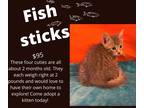 Adopt Fish Sticks a Gray, Blue or Silver Tabby Domestic Shorthair (short coat)