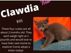 Adopt Clawdia a Gray or Blue Domestic Shorthair (short coat) cat in Decatur