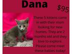 Adopt Dana a Gray or Blue Domestic Shorthair (short coat) cat in Decatur