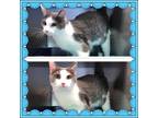 Adopt SCOOBY a Gray or Blue (Mostly) Domestic Shorthair (short coat) cat in