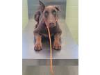 Adopt Winston a Brown/Chocolate Doberman Pinscher / Mixed dog in Longview
