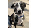 Adopt ROCKY a Brindle - with White American Pit Bull Terrier / Border Collie /