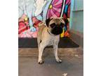 Adopt BENE a Brown/Chocolate Pug / Mixed dog in Baldwin Park, CA (33922943)