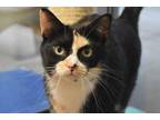 Adopt Poppy a All Black Domestic Shorthair / Domestic Shorthair / Mixed cat in