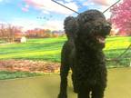 Adopt a Black Poodle (Standard) / Mixed dog in Moreno Valley, CA (34724684)