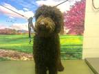 Adopt a Brown/Chocolate Poodle (Standard) / Mixed dog in Moreno Valley