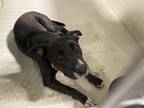 Adopt POLLY A Black  With White American Pit Bull Terrier  Mixed Dog In Bakersfield CA 34724641