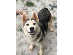 Adopt 13017 a Siberian Husky / Mixed dog in Covington, GA (34717130)