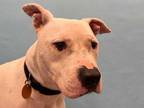Adopt Slushpuppy a White American Pit Bull Terrier / Mixed dog in Golden Valley