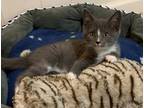 Adopt Birdie a Domestic Shorthair / Mixed cat in Birdsboro, PA (34724485)