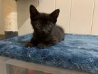 Adopt Lark a Domestic Shorthair / Mixed cat in Birdsboro, PA (34724484)