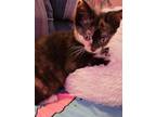 Adopt Smidget a Domestic Shorthair / Mixed cat in Birdsboro, PA (34724483)