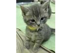 Adopt Ferrari (rari) a Domestic Mediumhair / Mixed cat in Pembroke