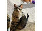 Adopt Harlow a Brown Tabby Domestic Shorthair / Mixed (short coat) cat in Middle