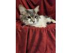 Adopt Big Foot a Gray or Blue Domestic Longhair / Domestic Shorthair / Mixed