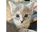 Adopt Mozzarella a Domestic Shorthair / Mixed cat in Sheboygan, WI (34724384)