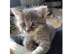 Adopt Parmesan a Domestic Shorthair / Mixed cat in Sheboygan, WI (34724382)