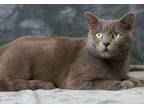 Adopt Arizona a Gray or Blue Domestic Shorthair / Domestic Shorthair / Mixed cat