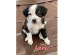 Adopt Annie - Local Puppy a Pointer / Mixed dog in Barrington, RI (34722402)