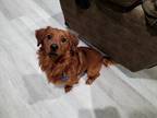 Adopt Kenner a Dachshund / Mixed dog in Barrington, RI (34722398)