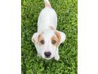 Adopt Michael Scott a White Golden Retriever / Mixed dog in Belmont