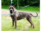 Adopt Valkyrie a Brindle Mixed Breed (Large) / Mixed dog in West Chester