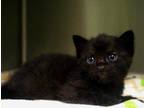 Adopt Prosciutto a All Black Domestic Shorthair / Domestic Shorthair / Mixed cat