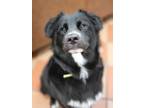 Adopt Charlie a Black Mixed Breed (Medium) / Mixed dog in Appleton