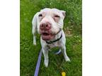 Adopt Elsa a White American Pit Bull Terrier / Shar Pei / Mixed dog in Valley