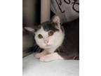 Adopt Grisou a Gray or Blue Domestic Shorthair / Mixed cat in Montreal