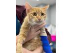 Adopt EMBER a Orange or Red Tabby Domestic Shorthair / Mixed (short coat) cat in