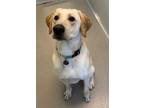 Adopt Zeke a Tan/Yellow/Fawn Labrador Retriever / Mixed dog in Norfolk