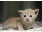 Adopt Cashew a Tan or Fawn Domestic Shorthair / Domestic Shorthair / Mixed cat