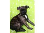 Adopt Green Bean a Black Terrier (Unknown Type, Small) / Mixed dog in Longview