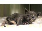 Adopt Brie a Gray or Blue Domestic Shorthair / Domestic Shorthair / Mixed cat in