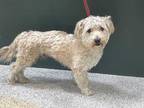 Adopt CHARLIE a Tan/Yellow/Fawn Mixed Breed (Medium) / Mixed dog in Los Angeles