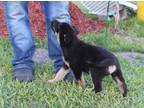 Adopt Barron-9 wks Neuter Contract Required a Black - with Tan