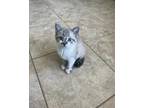 Adopt Kalani a Gray or Blue Domestic Shorthair / Siamese / Mixed cat in Cumming