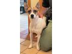 Adopt Indie a White - with Tan, Yellow or Fawn Jack Russell Terrier / Mixed dog